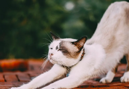 Addio Ratzinger, il Papa dei gatti